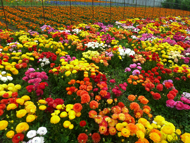 花毛茛：仙境，混色P1030188
